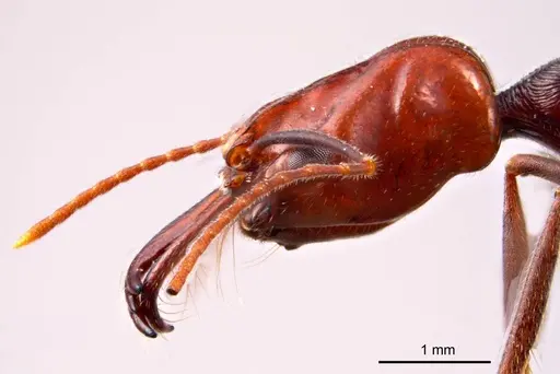 Odontomachus ruficeps specimen ANTWEB1008685 image antweb1008685_3
