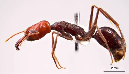 Odontomachus ruficeps specimen ANTWEB1008685 image antweb1008685_4