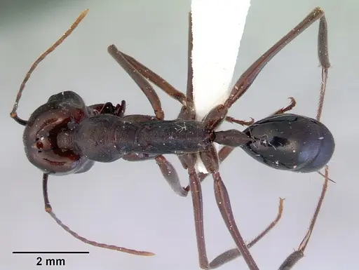 Odontomachus ruficeps specimen CASENT0172404 image casent0172404_1