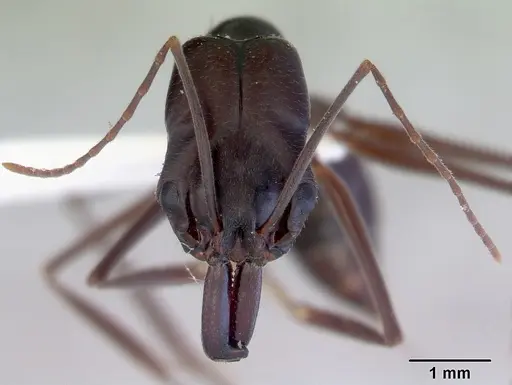 Odontomachus ruficeps specimen CASENT0172404 image casent0172404_2