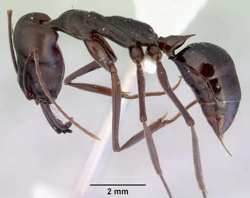Odontomachus ruficeps specimen CASENT0172404 image casent0172404_3