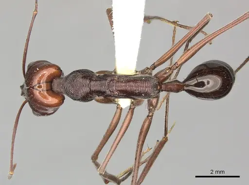 Odontomachus ruficeps specimen CASENT0270625 image casent0270625_1