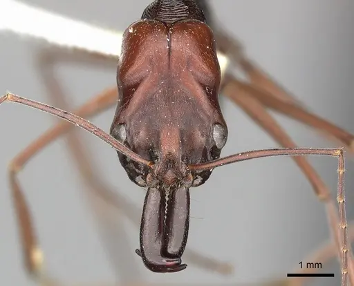 Odontomachus ruficeps specimen CASENT0270625 image casent0270625_2