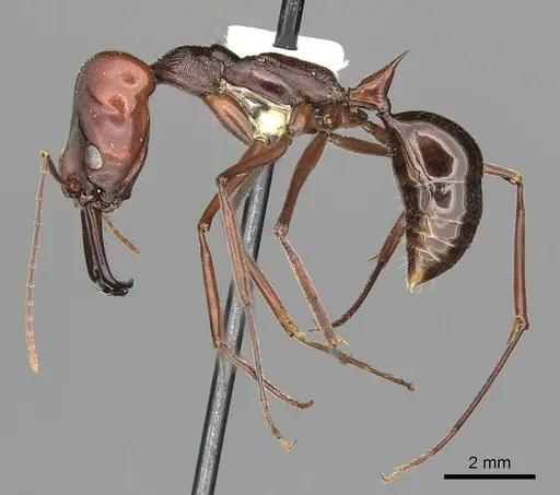 Odontomachus ruficeps specimen CASENT0270625 image casent0270625_3