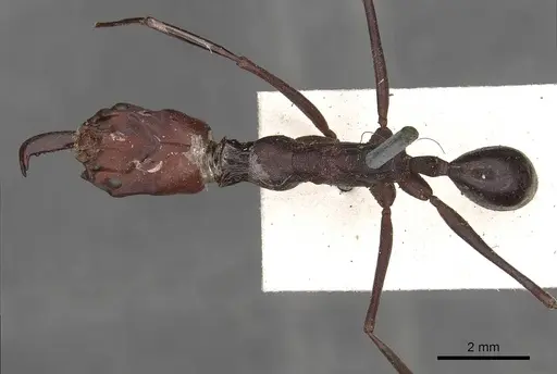 Odontomachus ruficeps specimen CASENT0900646 image casent0900646_1