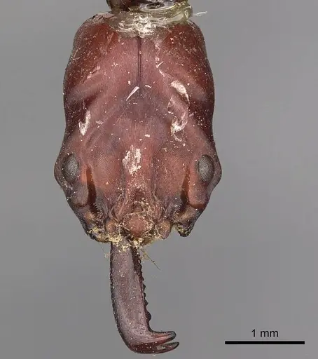 Odontomachus ruficeps specimen CASENT0900646 image casent0900646_2