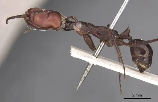 Odontomachus ruficeps specimen CASENT0900646 image casent0900646_3
