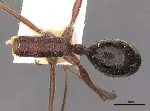 Odontomachus ruficeps specimen CASENT0900647 image casent0900647_1