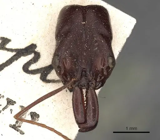 Odontomachus ruficeps specimen CASENT0900647 image casent0900647_2