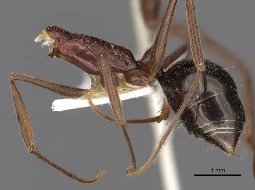 Odontomachus ruficeps specimen CASENT0900647 image casent0900647_3