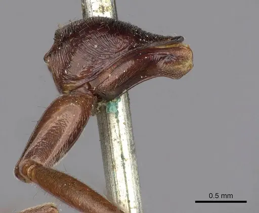 Odontomachus ruficeps specimen CASENT0900647 image casent0900647_4