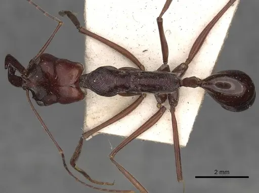 Odontomachus ruficeps specimen CASENT0900648 image casent0900648_1