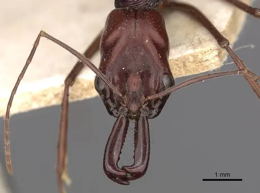 Odontomachus ruficeps specimen CASENT0900648 image casent0900648_2