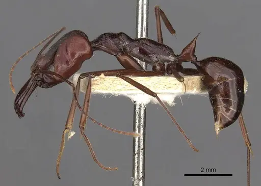 Odontomachus ruficeps specimen CASENT0900648 image casent0900648_3