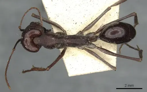 Odontomachus ruficeps specimen CASENT0901487 image casent0901487_1