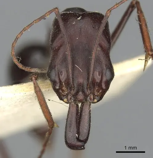 Odontomachus ruficeps specimen CASENT0901487 image casent0901487_2