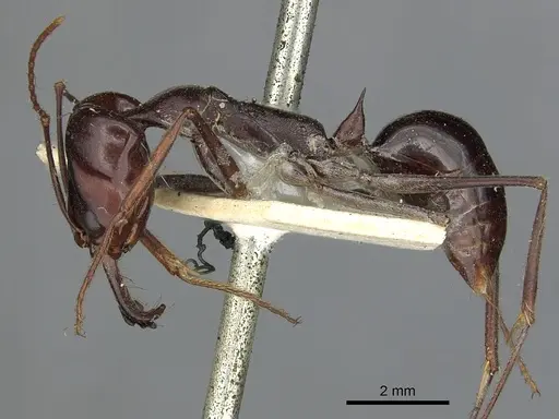 Odontomachus ruficeps specimen CASENT0901487 image casent0901487_3