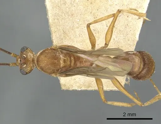 Odontomachus ruficeps specimen CASENT0901488 image casent0901488_1