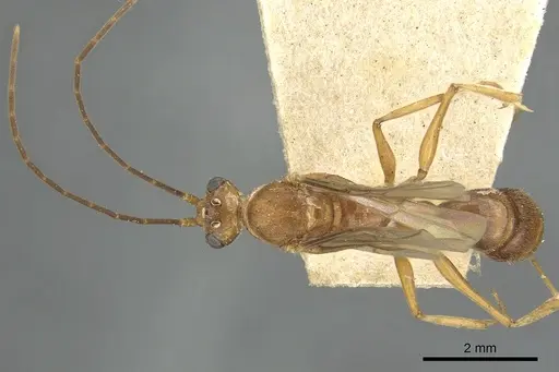 Odontomachus ruficeps specimen CASENT0901488 image casent0901488_2