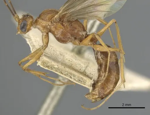 Odontomachus ruficeps specimen CASENT0901488 image casent0901488_4