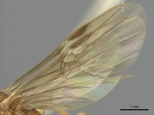 Odontomachus ruficeps specimen CASENT0901488 image casent0901488_5