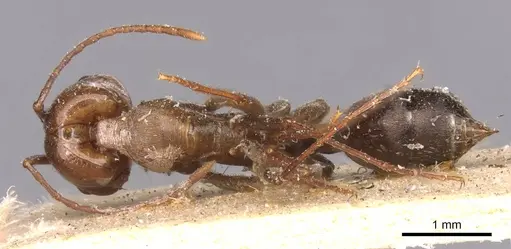 Odontomachus ruficeps specimen CASENT0907436 image casent0907436_1
