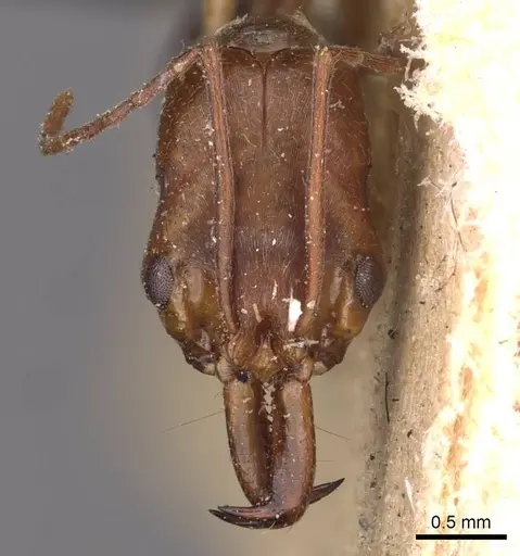 Odontomachus ruficeps specimen CASENT0907436 image casent0907436_2