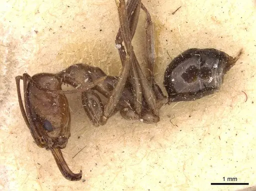 Odontomachus ruficeps specimen CASENT0907436 image casent0907436_3
