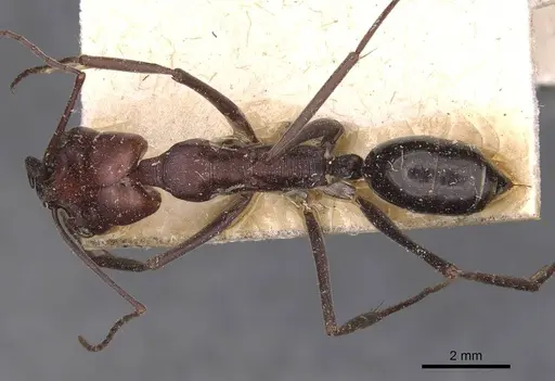 Odontomachus ruficeps specimen CASENT0907438 image casent0907438_1