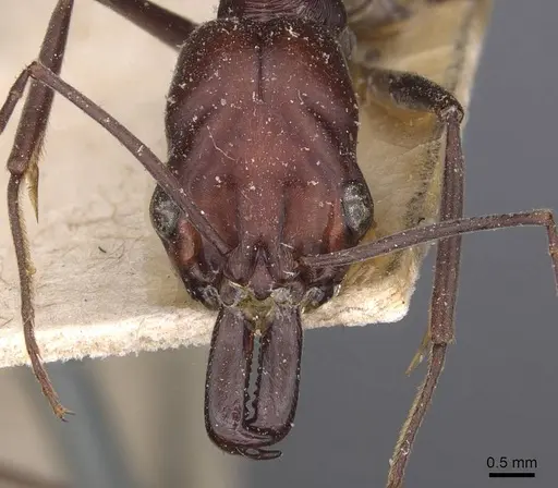 Odontomachus ruficeps specimen CASENT0907438 image casent0907438_2
