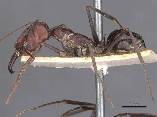 Odontomachus ruficeps specimen CASENT0907438 image casent0907438_3