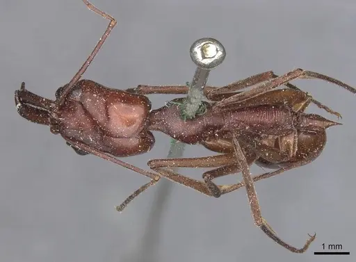 Odontomachus ruficeps specimen CASENT0907439 image casent0907439_1