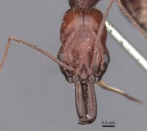 Odontomachus ruficeps specimen CASENT0907439 image casent0907439_2
