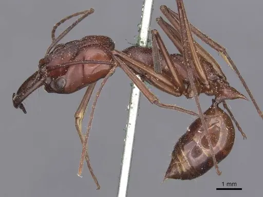 Odontomachus ruficeps specimen CASENT0907439 image casent0907439_3