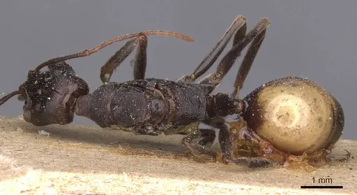 Odontomachus ruficeps specimen CASENT0907443 image casent0907443_1