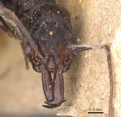 Odontomachus ruficeps specimen CASENT0907443 image casent0907443_2