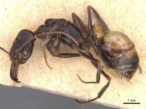 Odontomachus ruficeps specimen CASENT0907443 image casent0907443_3