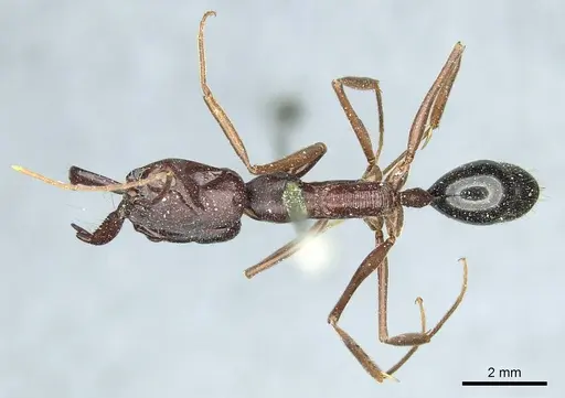 Odontomachus ruficeps specimen CASENT0915900 image casent0915900_1