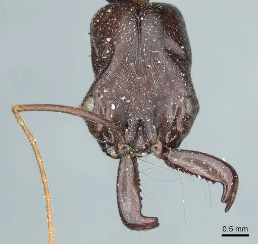 Odontomachus ruficeps specimen CASENT0915900 image casent0915900_2