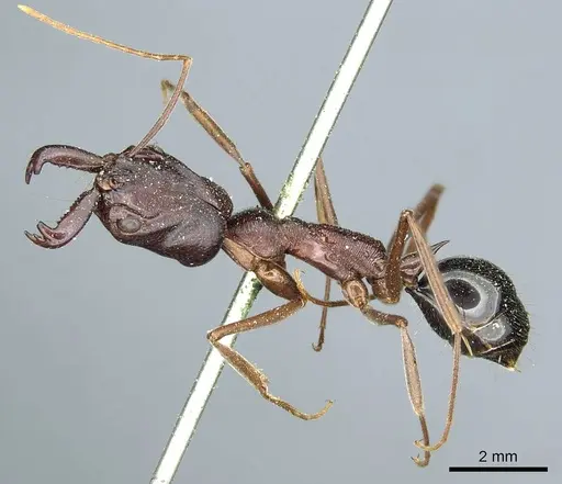 Odontomachus ruficeps specimen CASENT0915900 image casent0915900_3