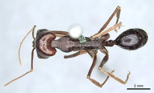 Odontomachus ruficeps specimen CASENT0915901 image casent0915901_1