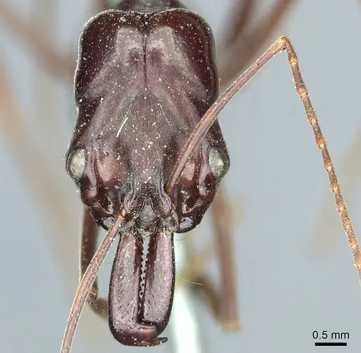 Odontomachus ruficeps specimen CASENT0915901 image casent0915901_2