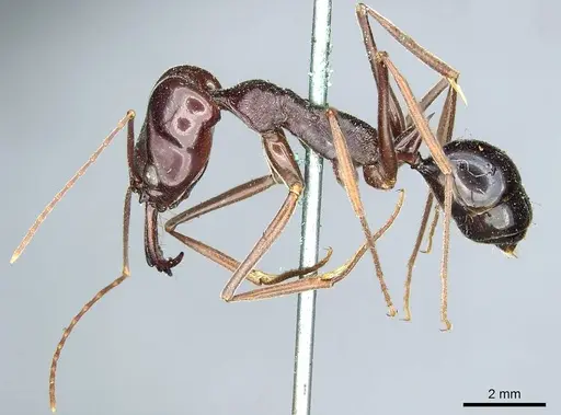 Odontomachus ruficeps specimen CASENT0915901 image casent0915901_3