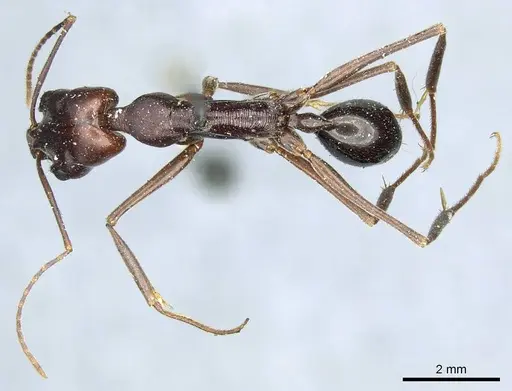 Odontomachus ruficeps specimen CASENT0915902 image casent0915902_1
