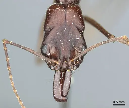 Odontomachus ruficeps specimen CASENT0915902 image casent0915902_2