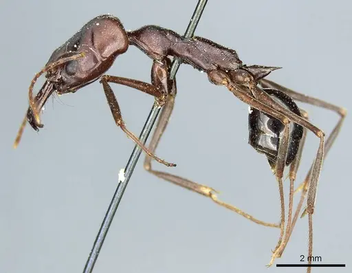 Odontomachus ruficeps specimen CASENT0915902 image casent0915902_3