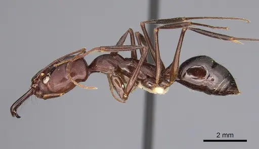 Odontomachus ruficeps specimen CASENT0923415 image casent0923415_1