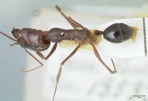 Odontomachus ruficeps specimen FOCOL1070 image focol1070_1