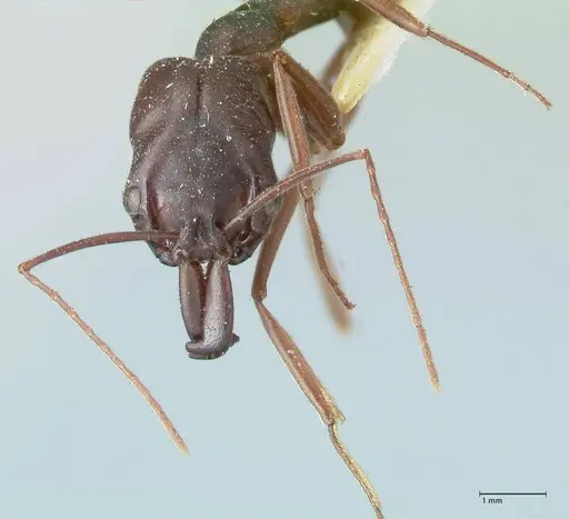 Odontomachus ruficeps specimen FOCOL1070 image focol1070_2