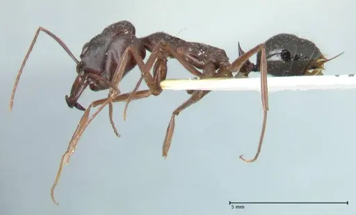 Odontomachus ruficeps specimen FOCOL1070 image focol1070_3